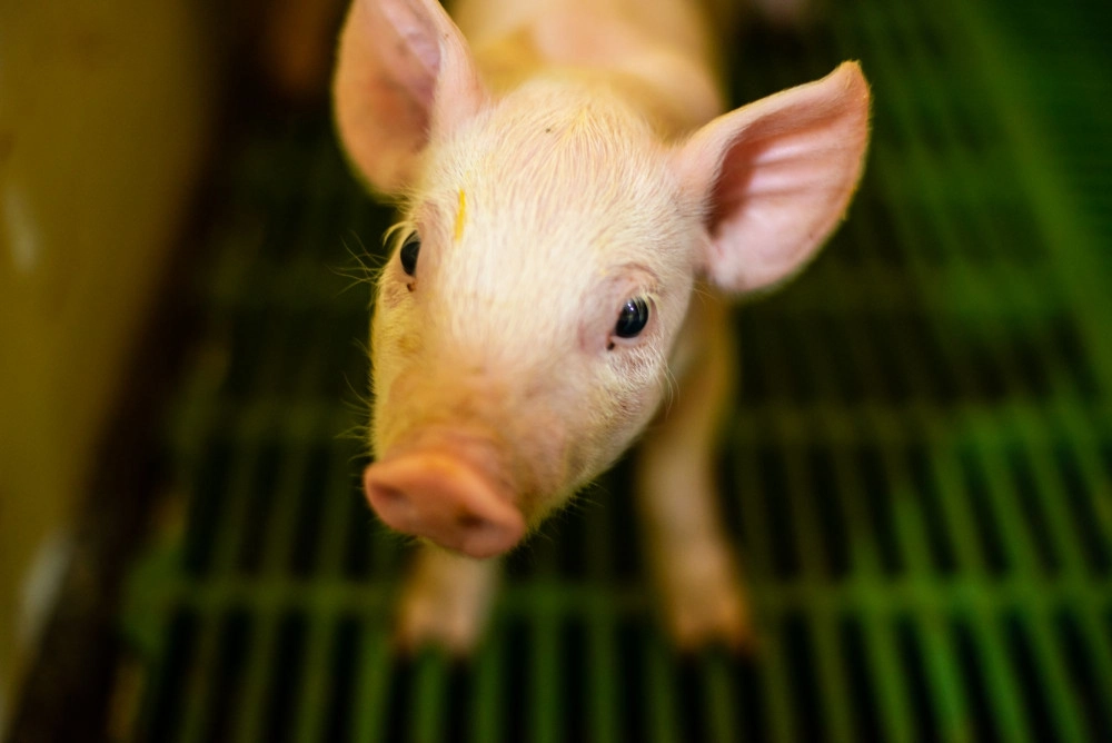 Piglet at factory farm in Latin America