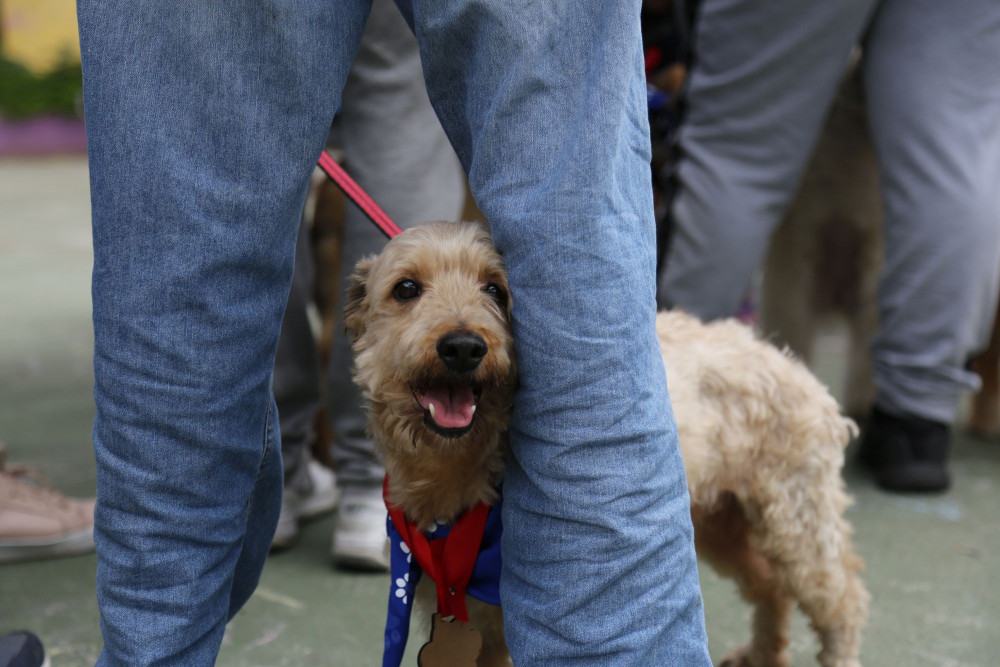 A happy dog at a vaccination drive in Brazil.