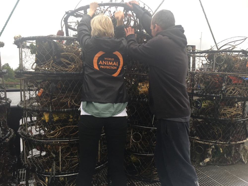 Removing derelict crab pots in the waters of northern British Columbia