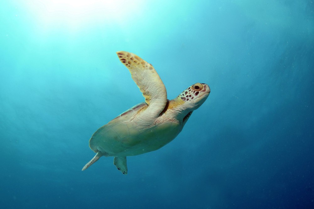 A wild green sea turtle off the Cayman Islands - World Animal Protection