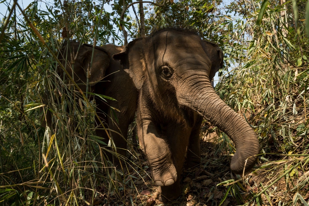 Pongao, the baby elephant