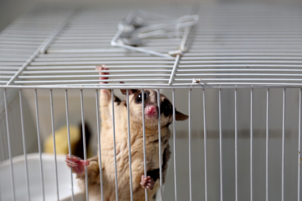 A sugar glider being kept as a pet in a small cage