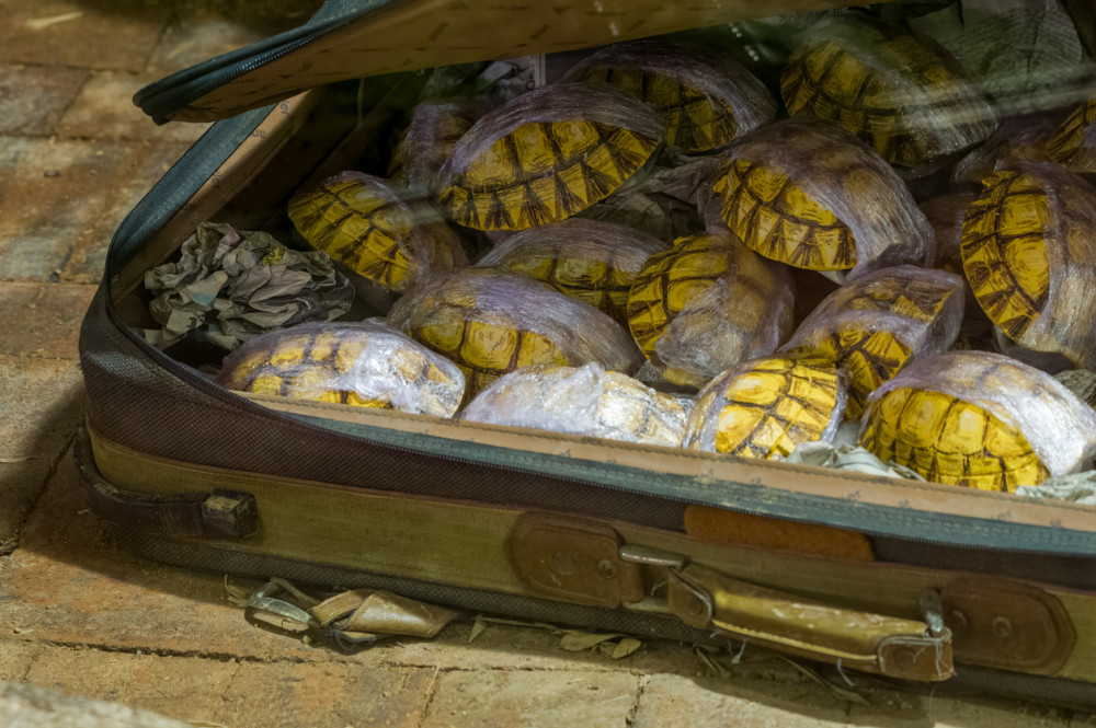 Turtles smuggled in a suitcase