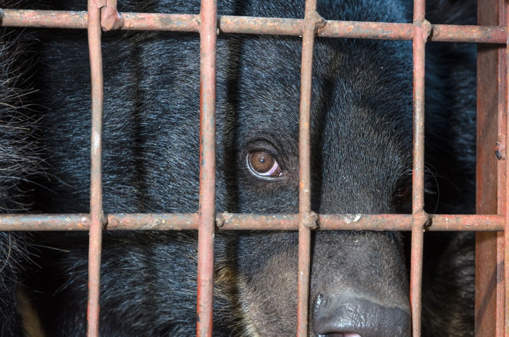 A bear in a cage
