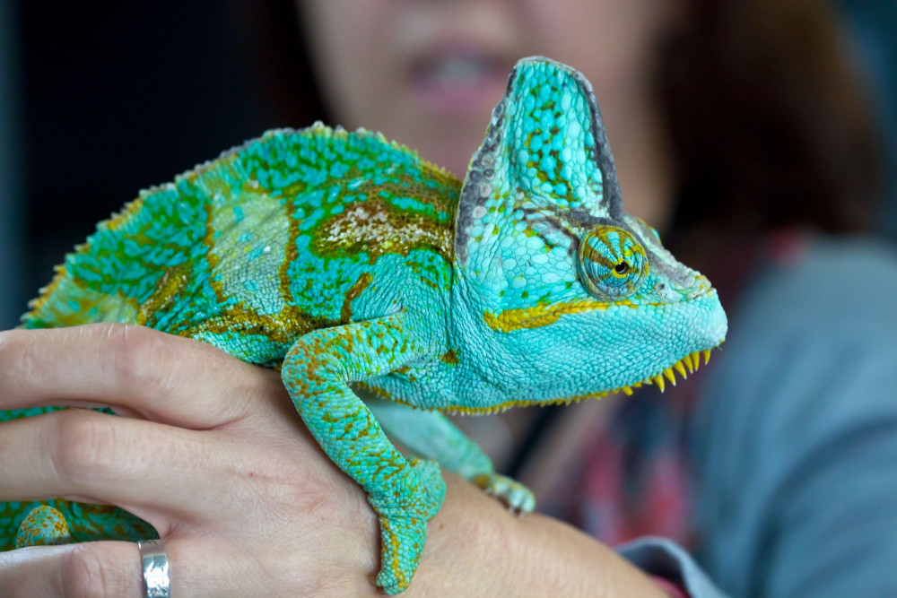 A chameleon being cared for at the Heathrow Animal Reception Centre after being seized by border authorities