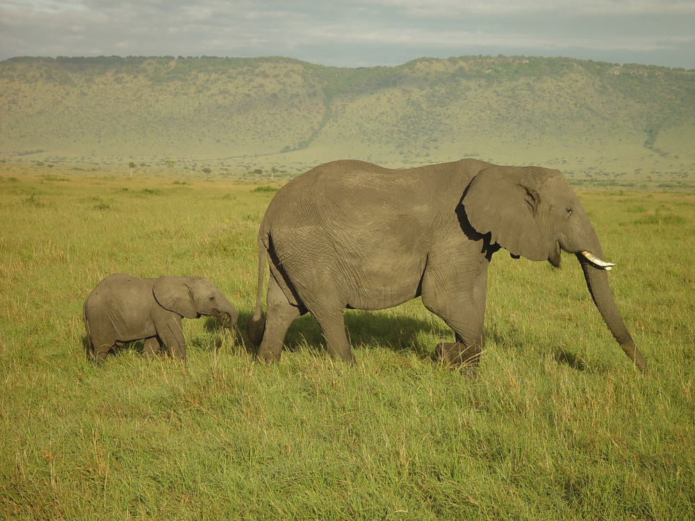 Elephant mother and calf in the wild