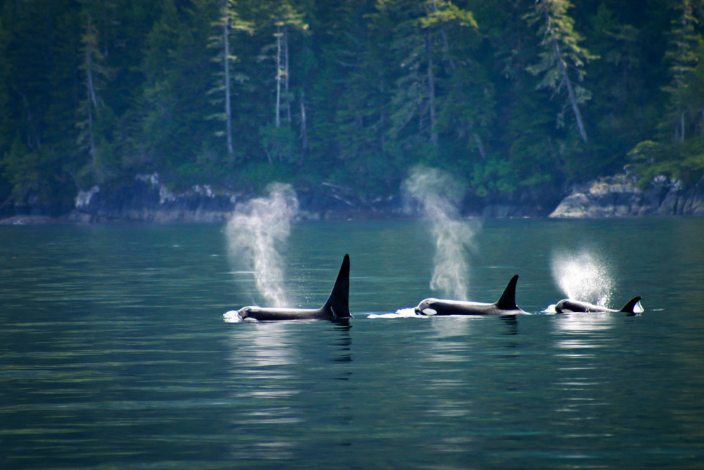 A pod of wild orca whales