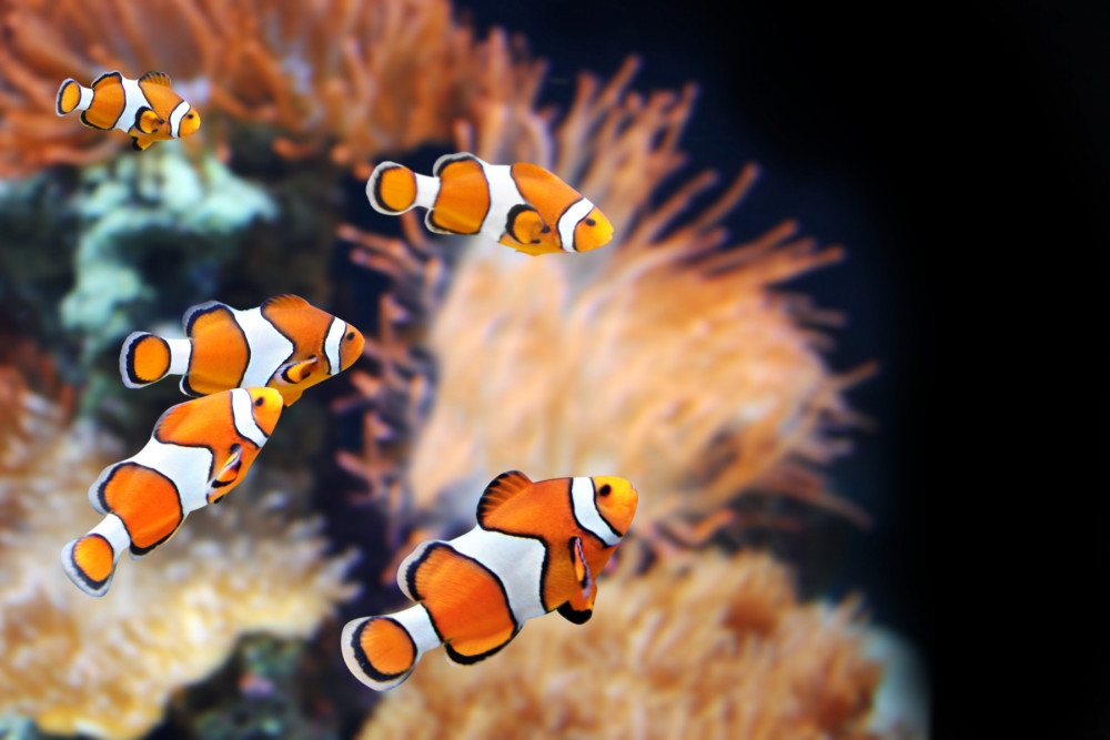 Clown fish swimming in front of a sea anemone
