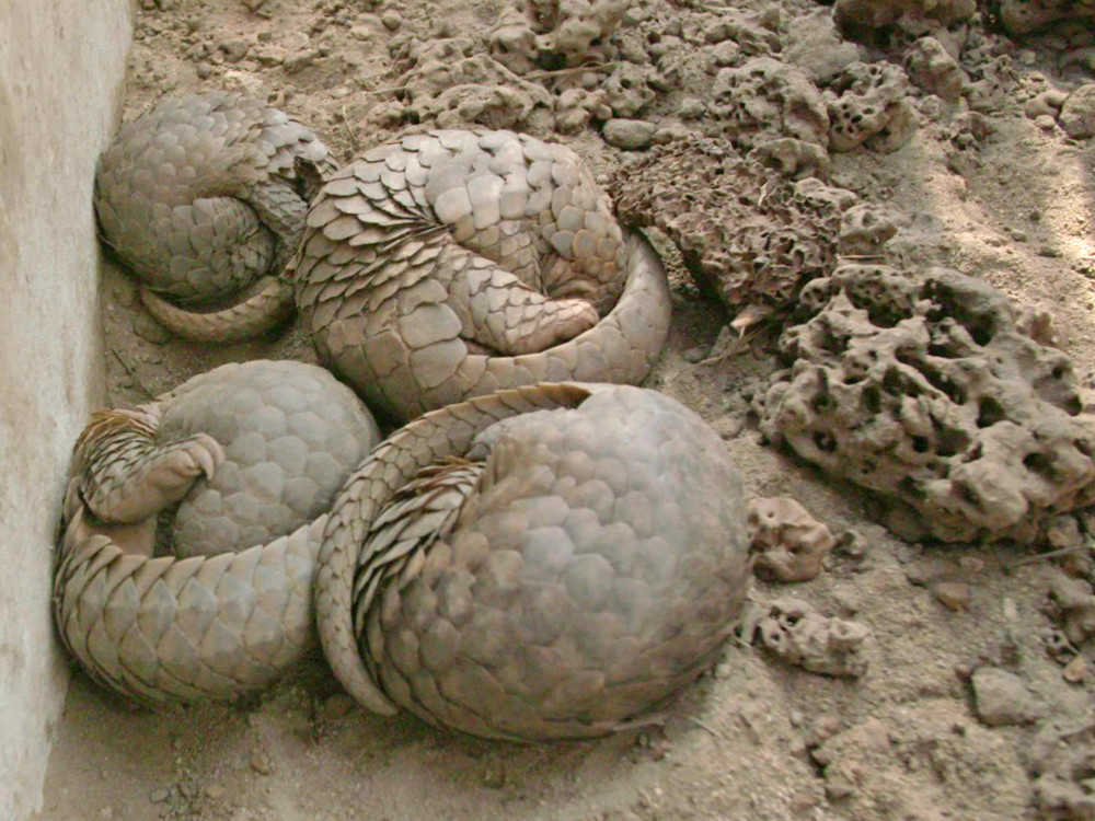 Rescued pangolins sleeping together