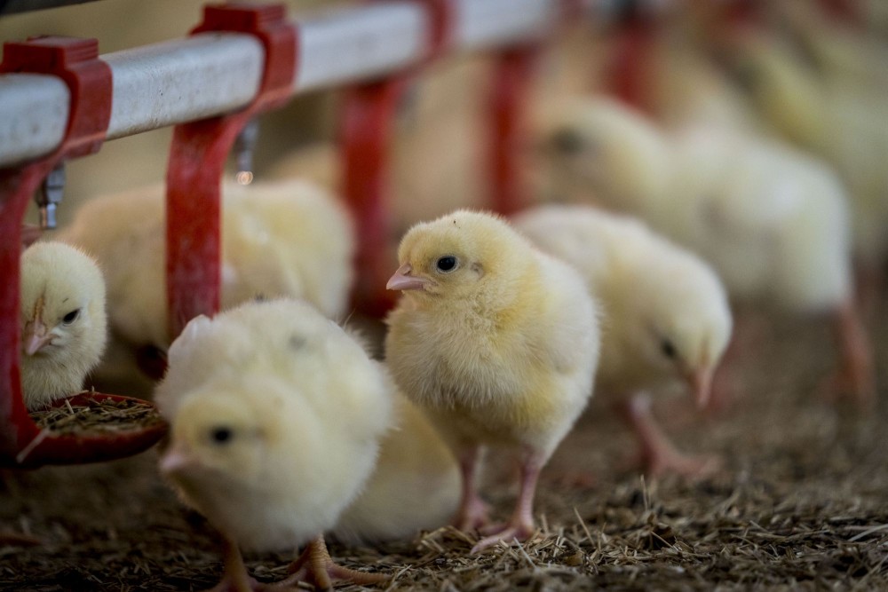 Chickens on a high welfare farm