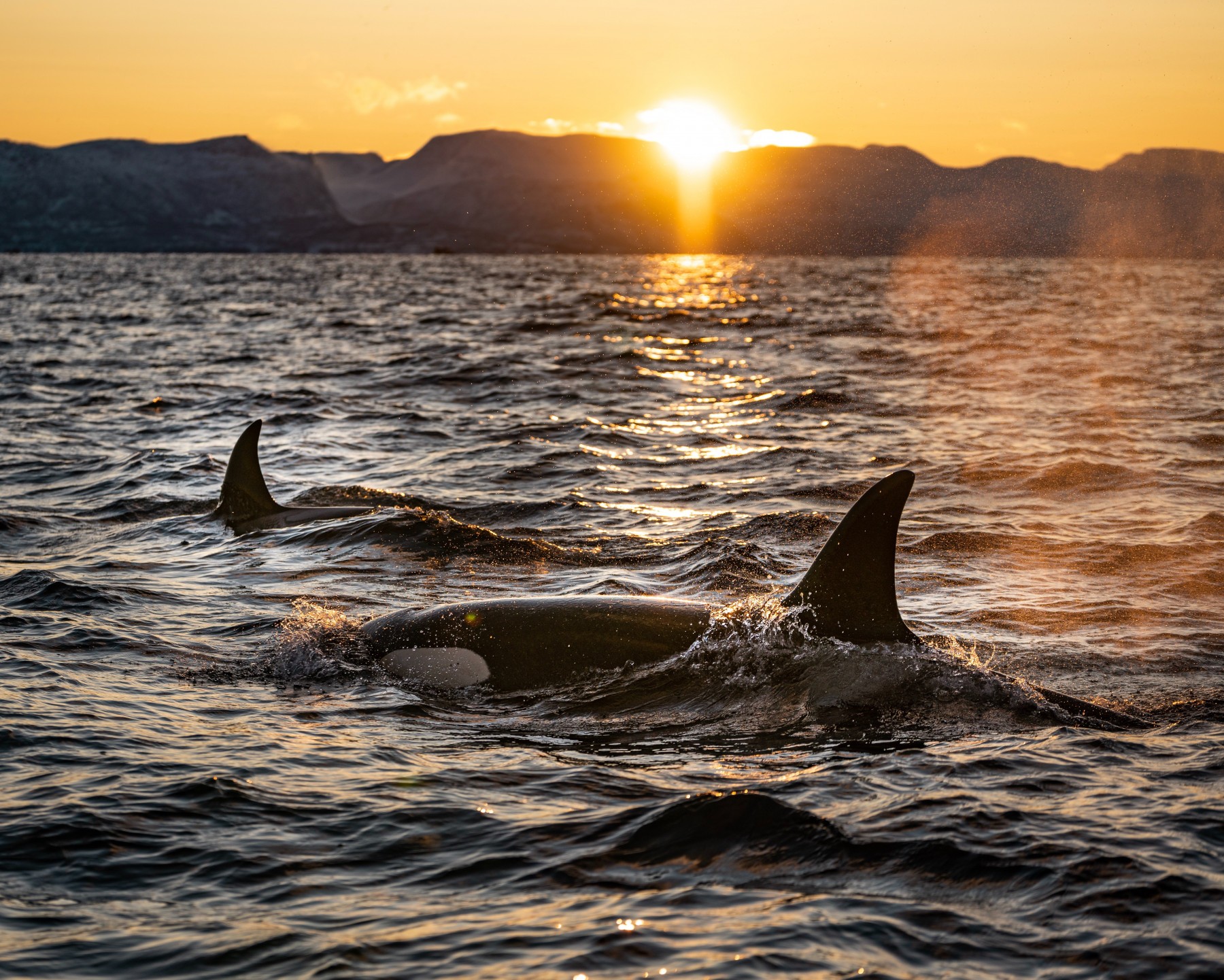 Two orca whales swimming in the ocean with the sun setting in the background.