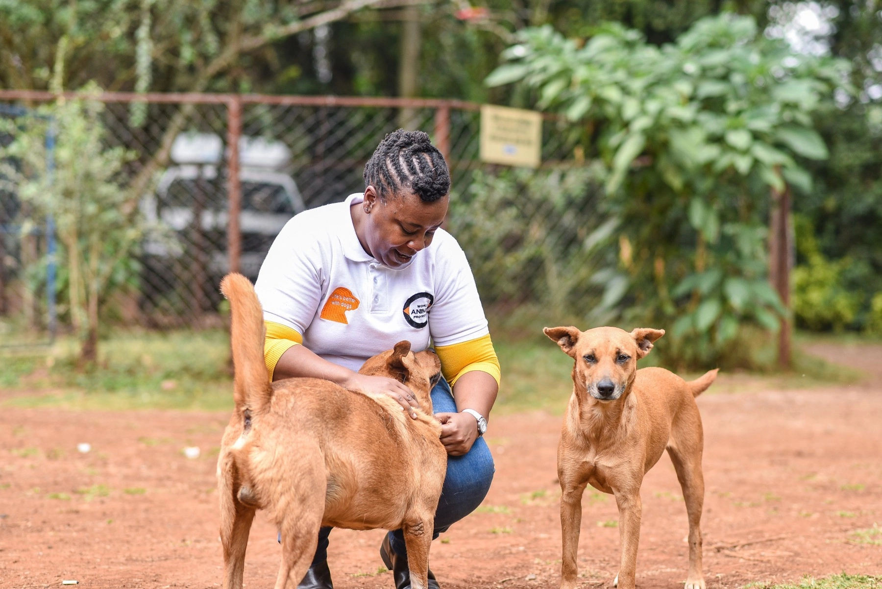 World Animal Protection staff looking over two dogs