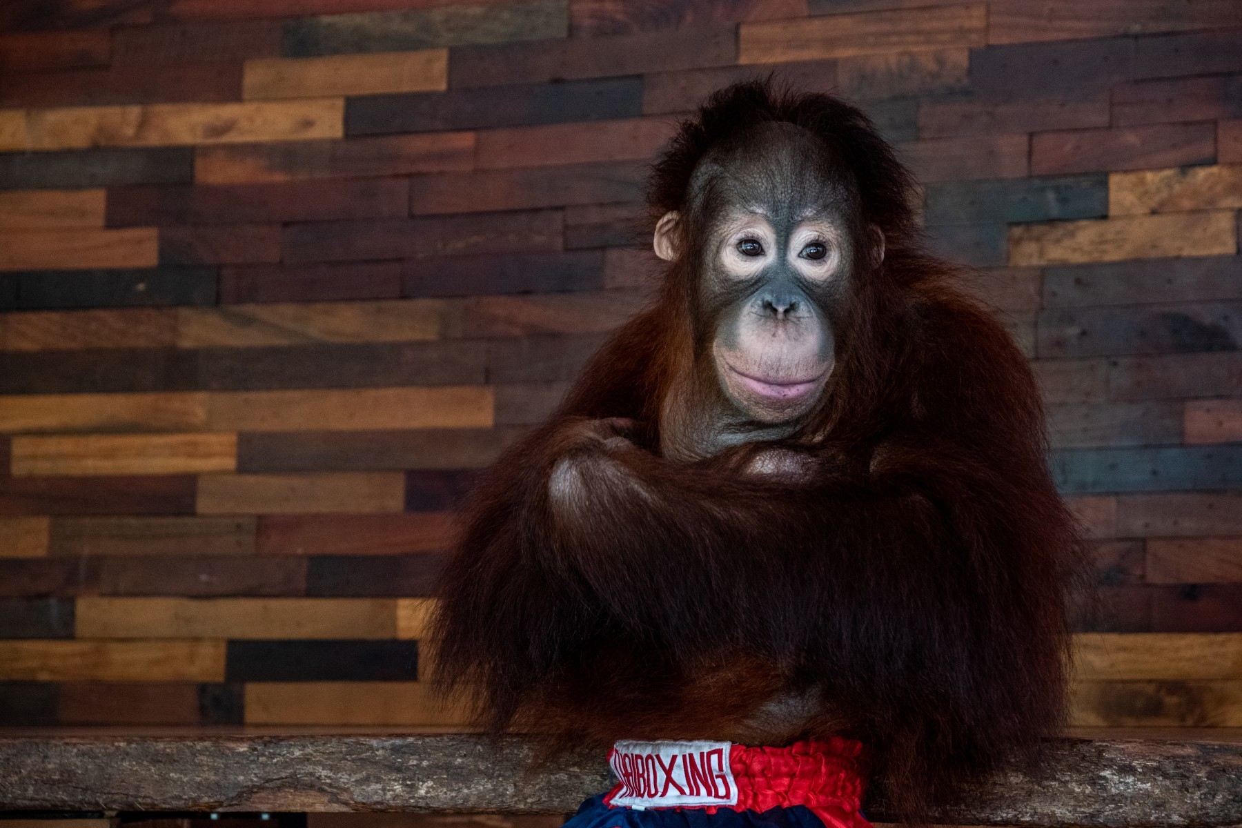 A young orangutan