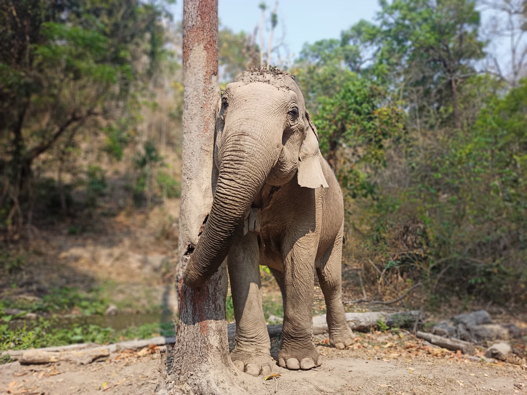 Elephant, Mae Doom, at the Kindred Spirit Elephant Sanctuary.