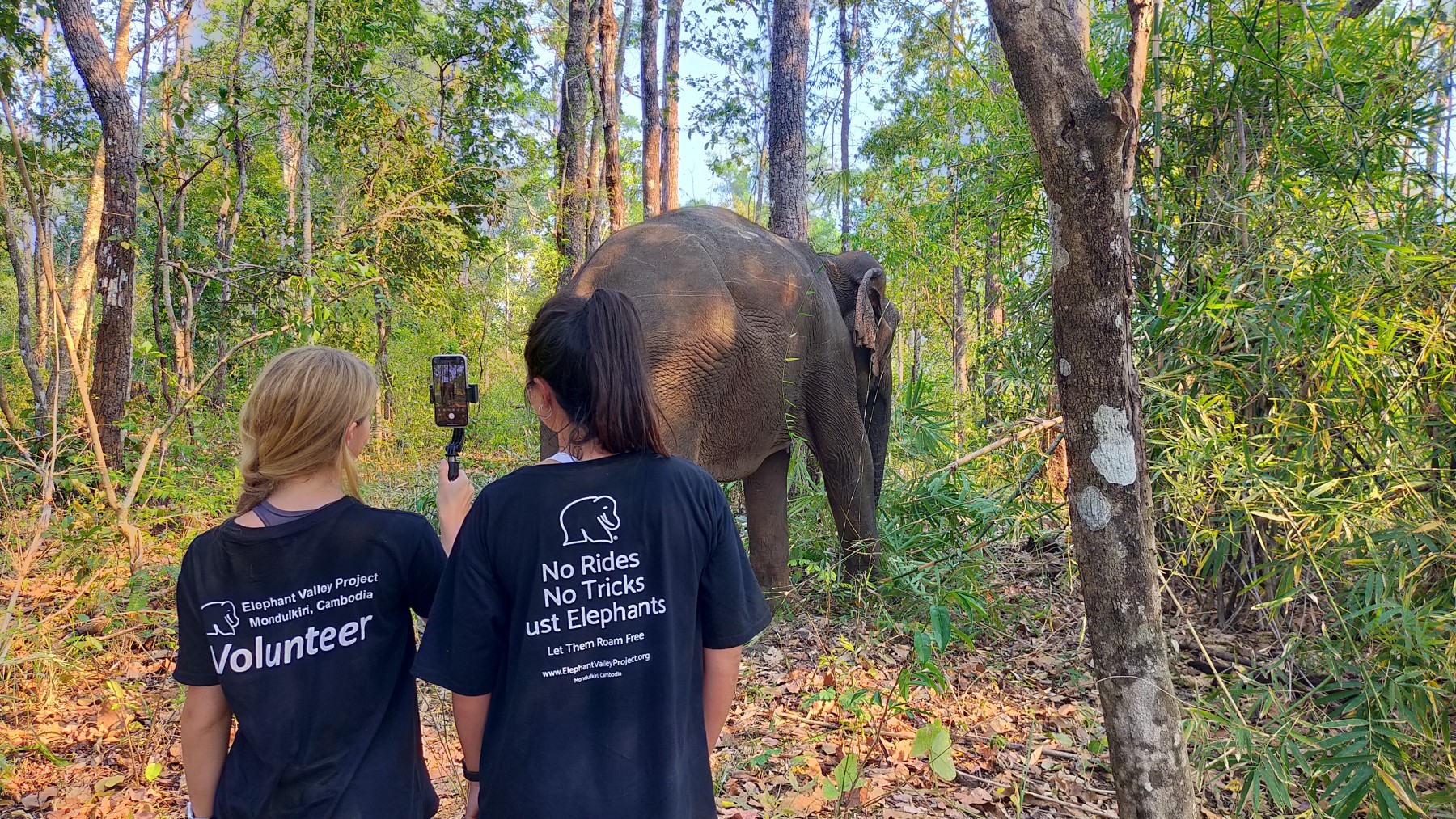 Volunteers at Elephant Valley Project in Cambodia with an elephant in the background