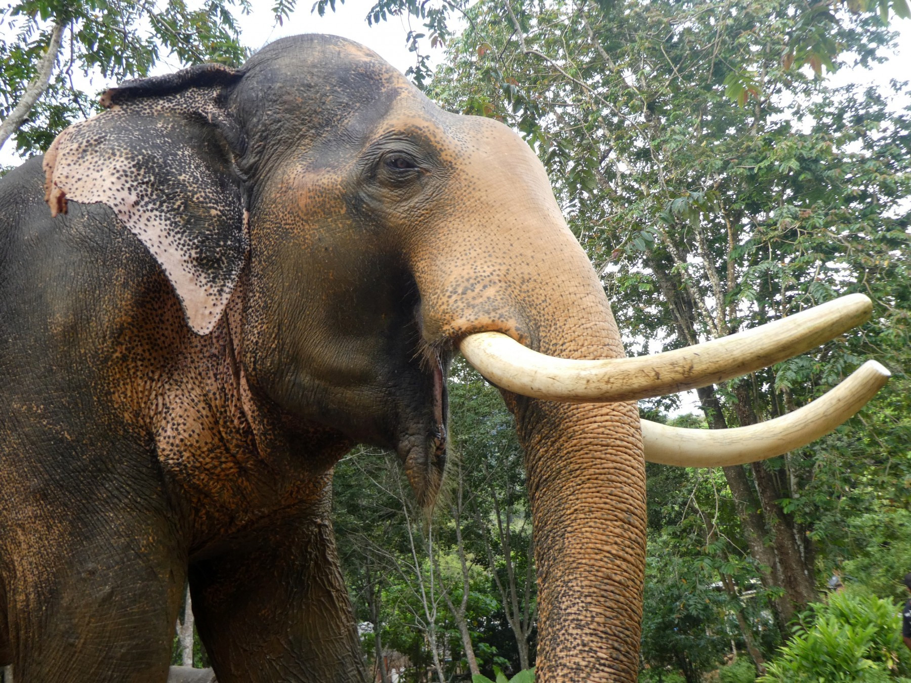 Elephant at high welfare venue in Koh Lanta, Thailand - World Animal Protection
