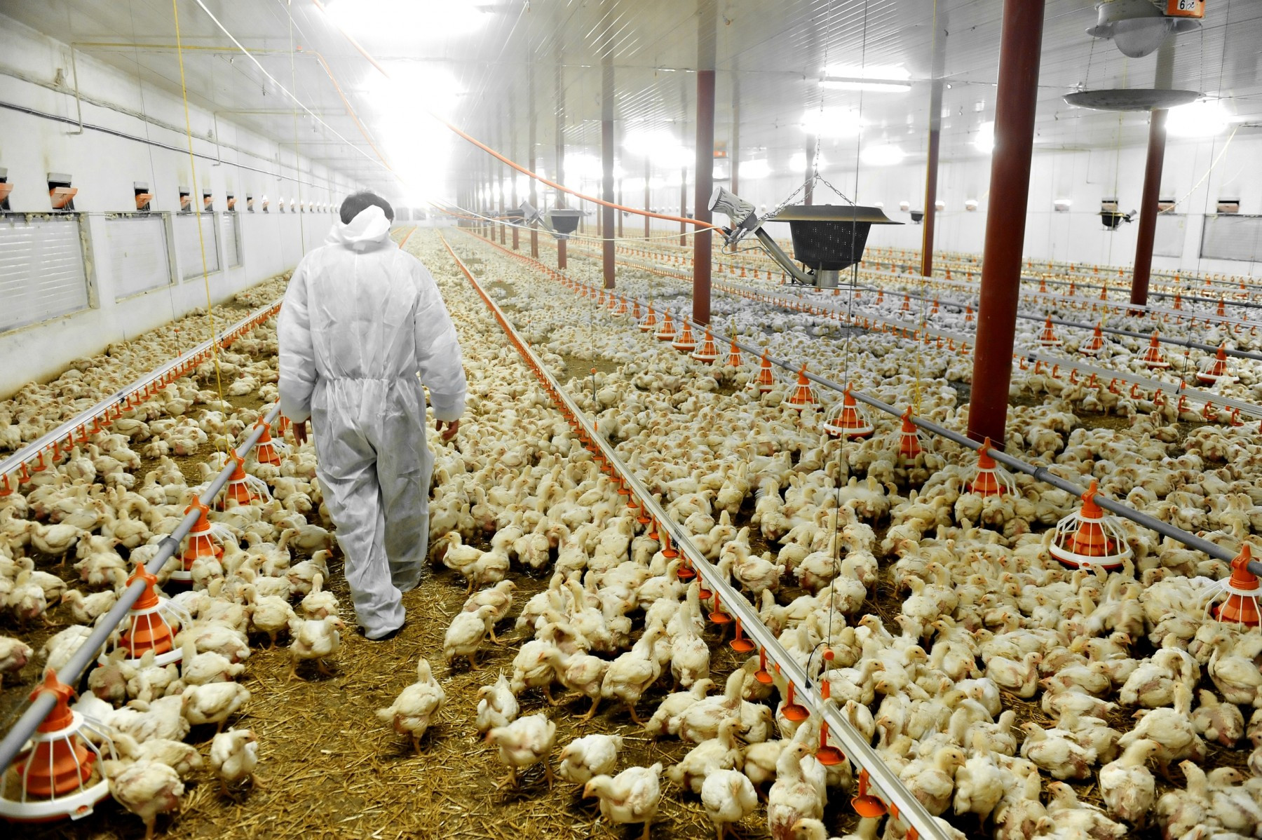 Man walking through crowded chicken shed - World Animal Protection