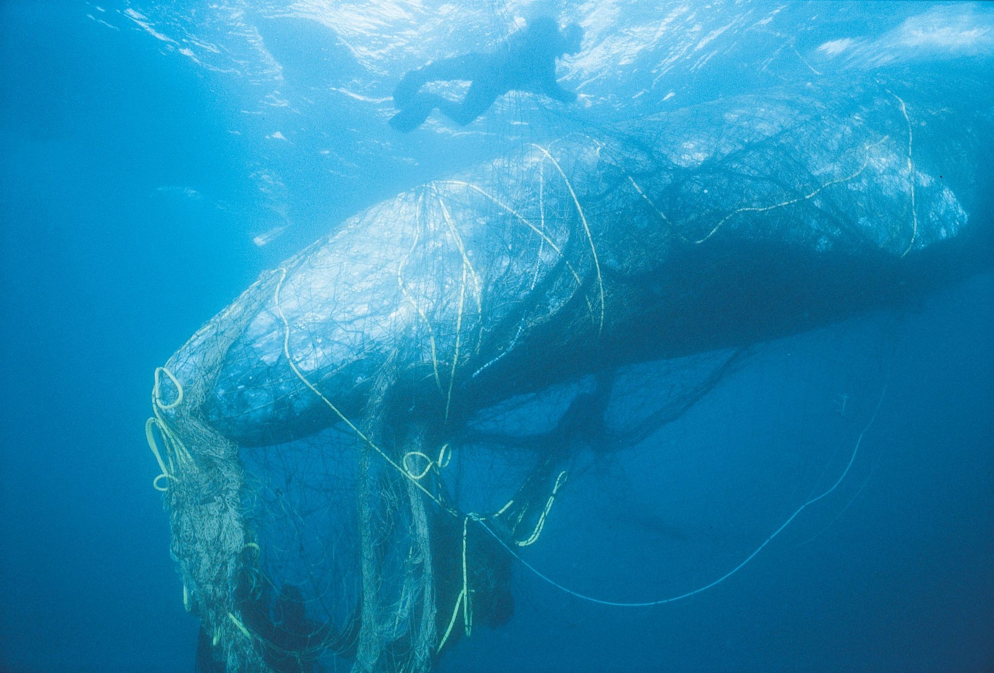 A gray whale entangled in netting